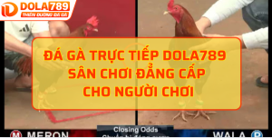 Đá gà trực tiếp