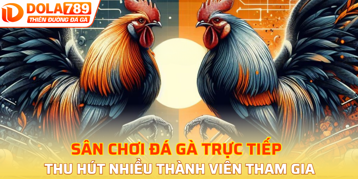 Sân chơi đá gà trực tiếp thu hút nhiều thành viên tham gia