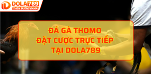 Đá gà Thomo