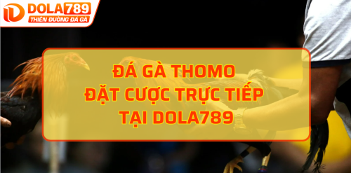 Đá gà Thomo