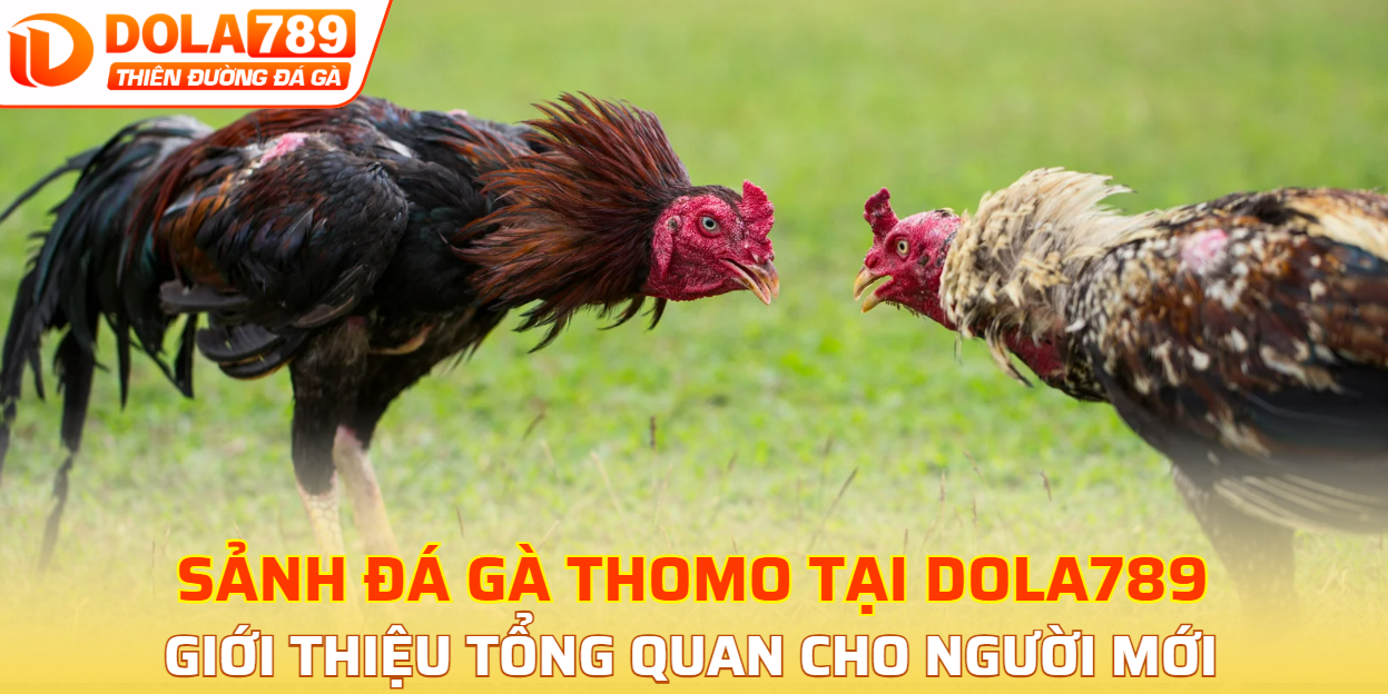 Giới thiệu tổng quan về sảnh đá gà Thomo tại DOLA789