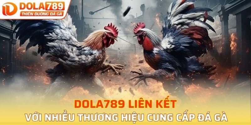 DOLA789 liên kết với nhiều thương hiệu cung cấp đá gà